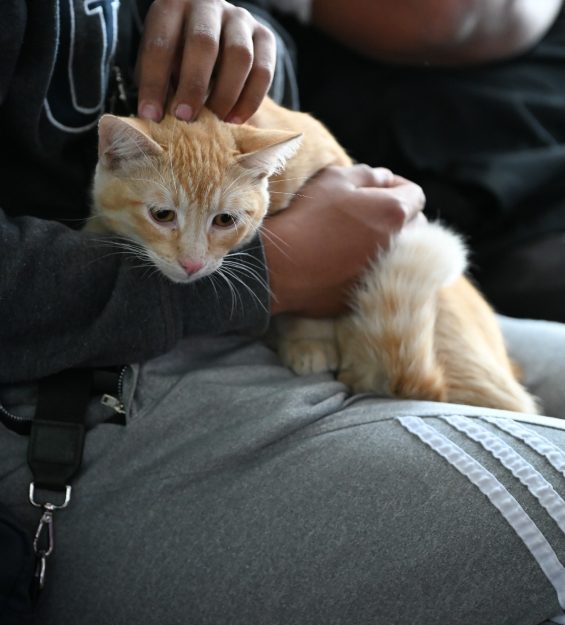 30.03.2026 Campaña esterilización Felina y canina (38)