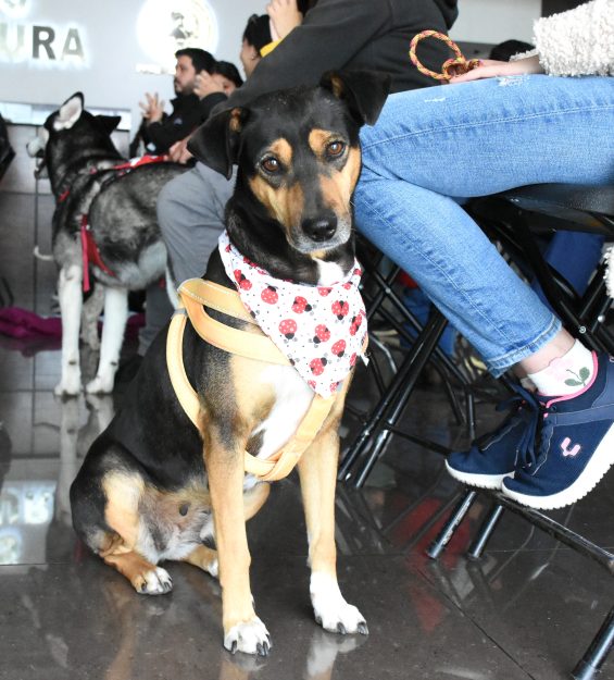 30.03.2026 Campaña esterilización Felina y canina (8)