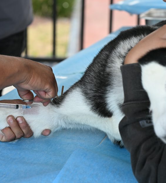 30.03.2026 Campaña esterilización Felina y canina (82)
